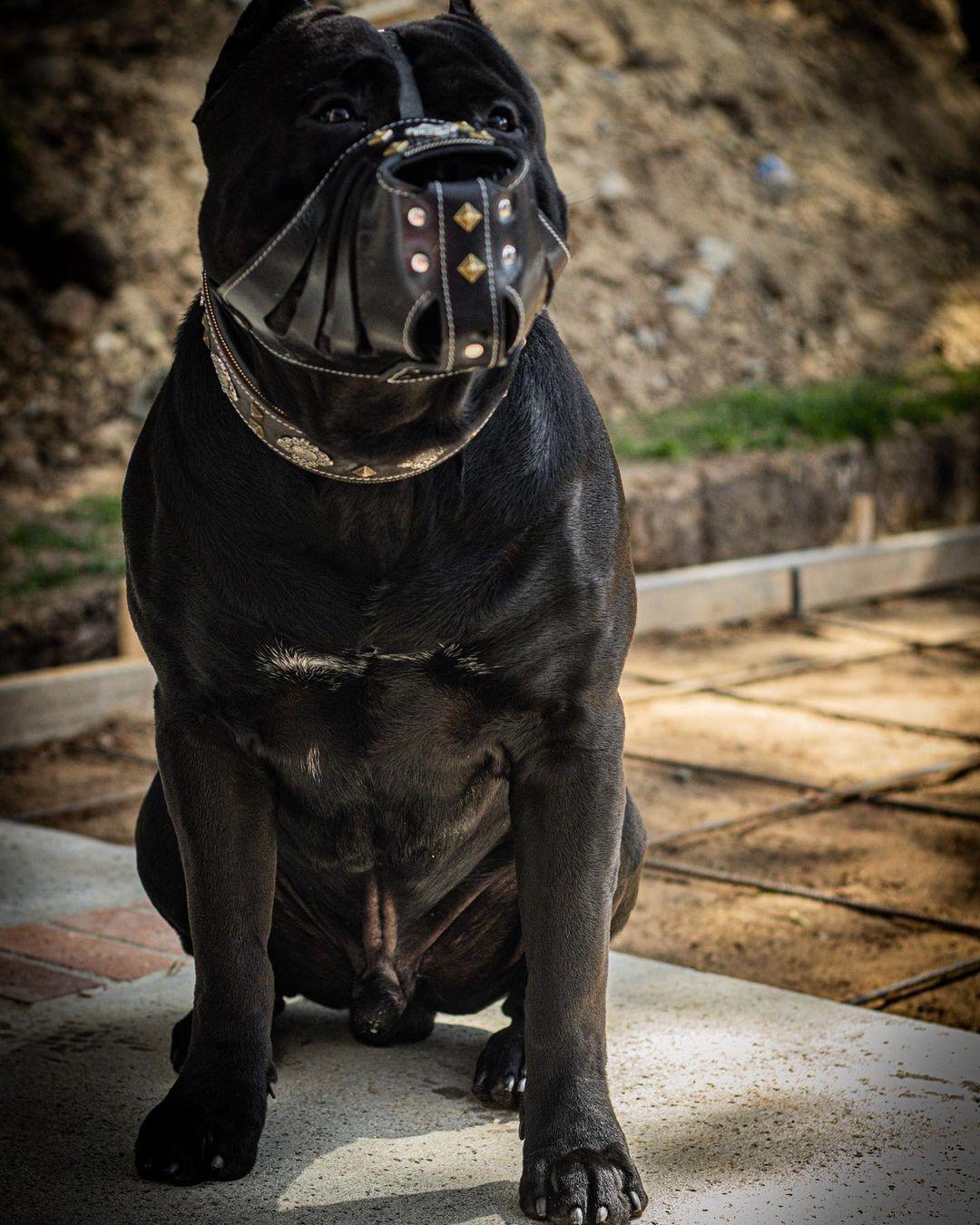 ''Aztec'' Basket Muzzle Black - Image 3
