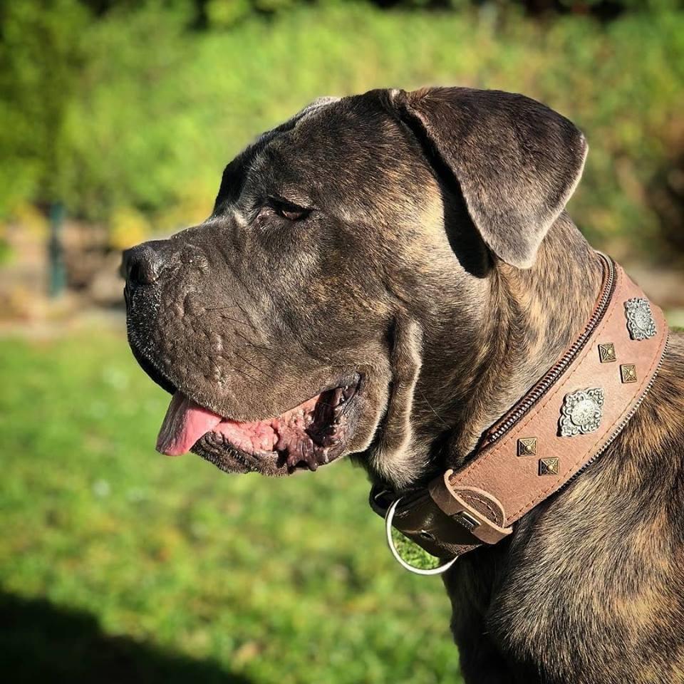 "Aztec" grey dog collar - Image 3