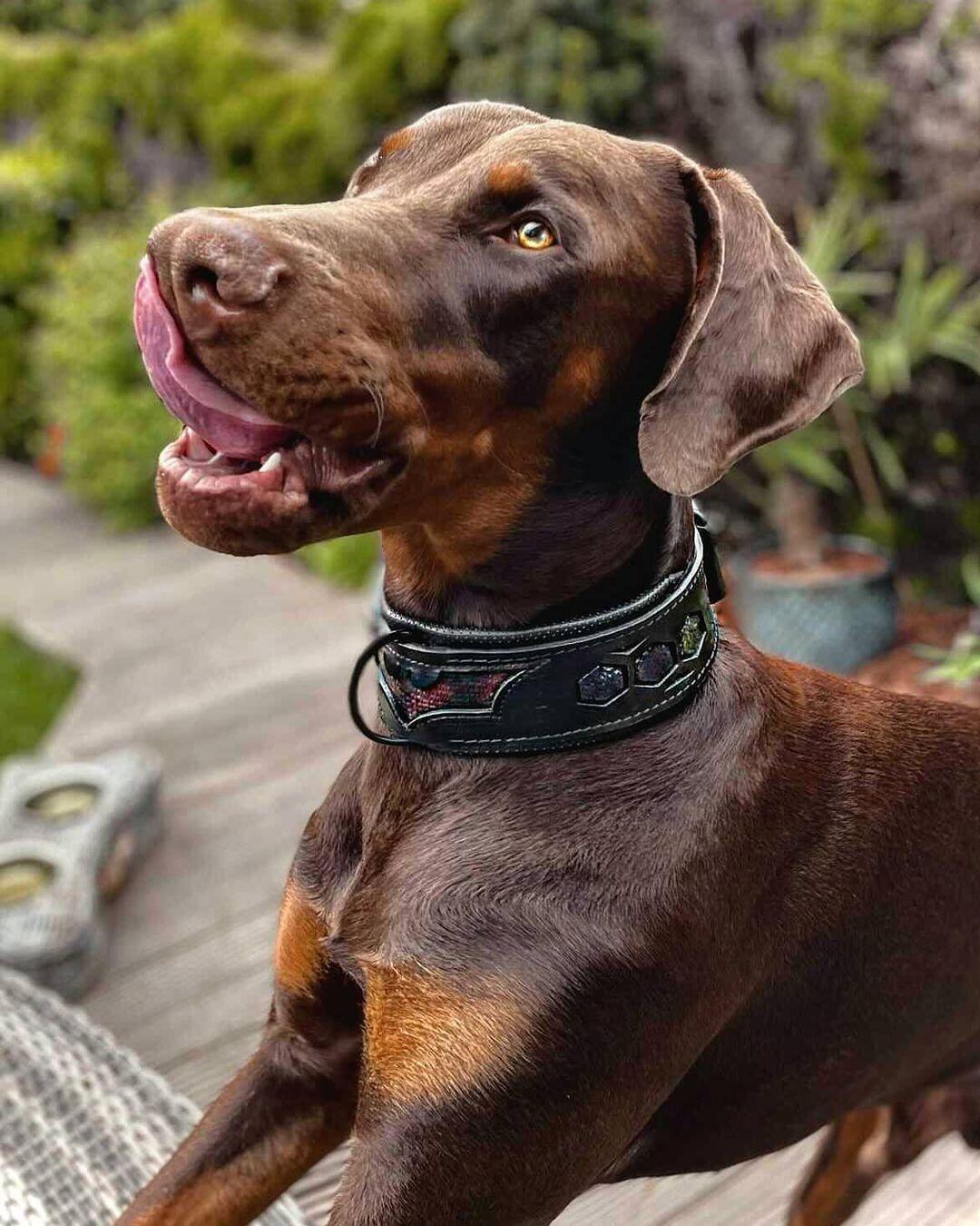 BATDOG collar - Image 3