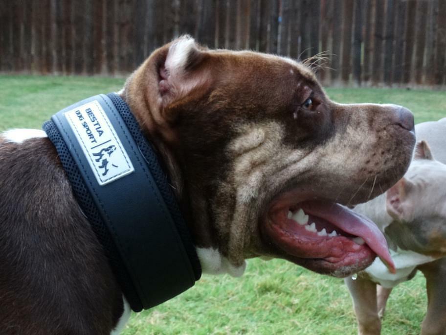 BESTIA DOG SPORT COLLAR - Image 7