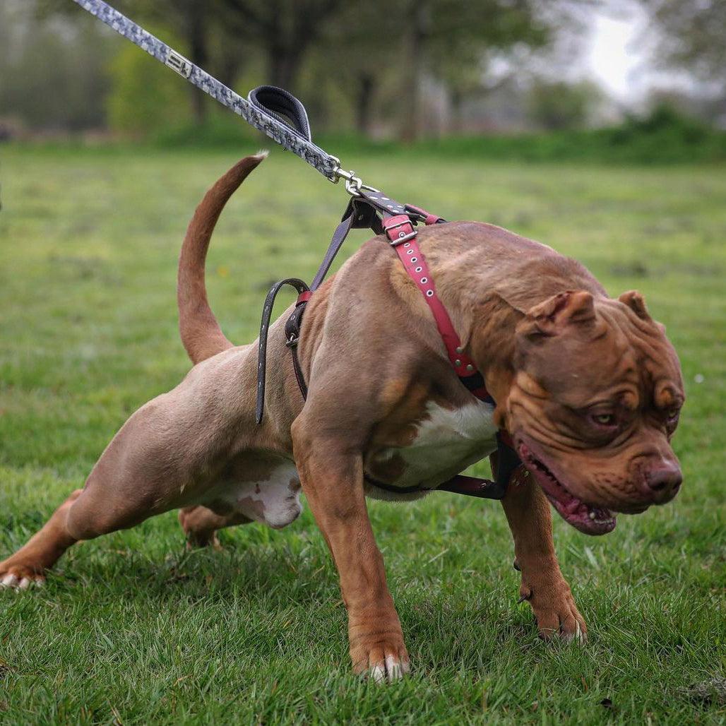 BESTIA DOG SPORT dual handle leash grey camo - Image 4