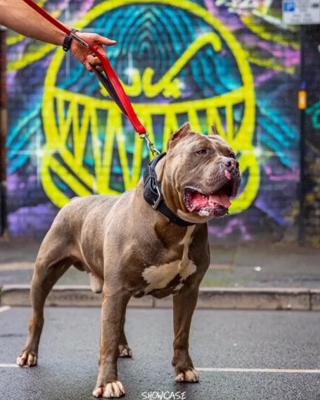 BESTIA DOG SPORT dual handle leash Red - Image 4