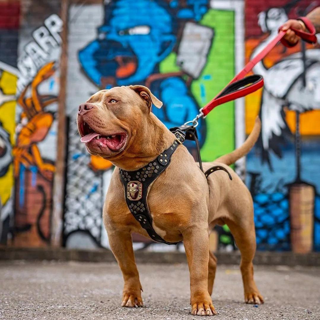 BESTIA DOG SPORT dual handle leash Red - Image 5