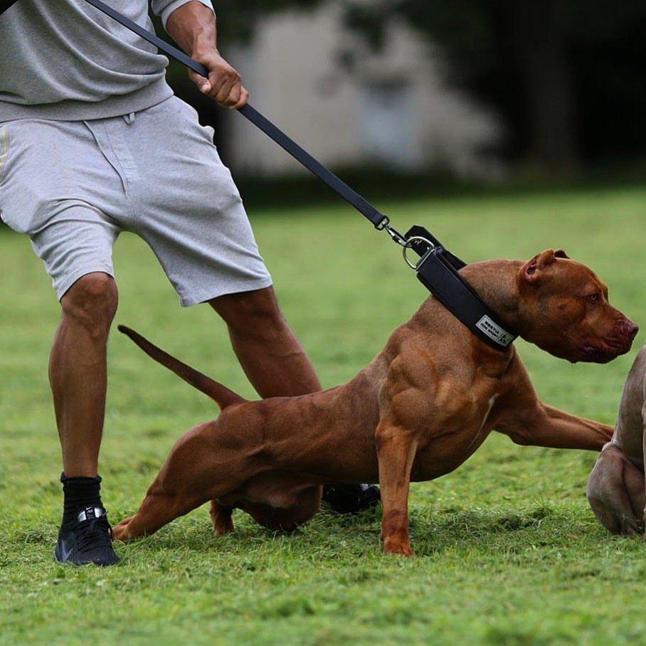 BESTIA DOG SPORT TACTICAL LEASH - Image 6
