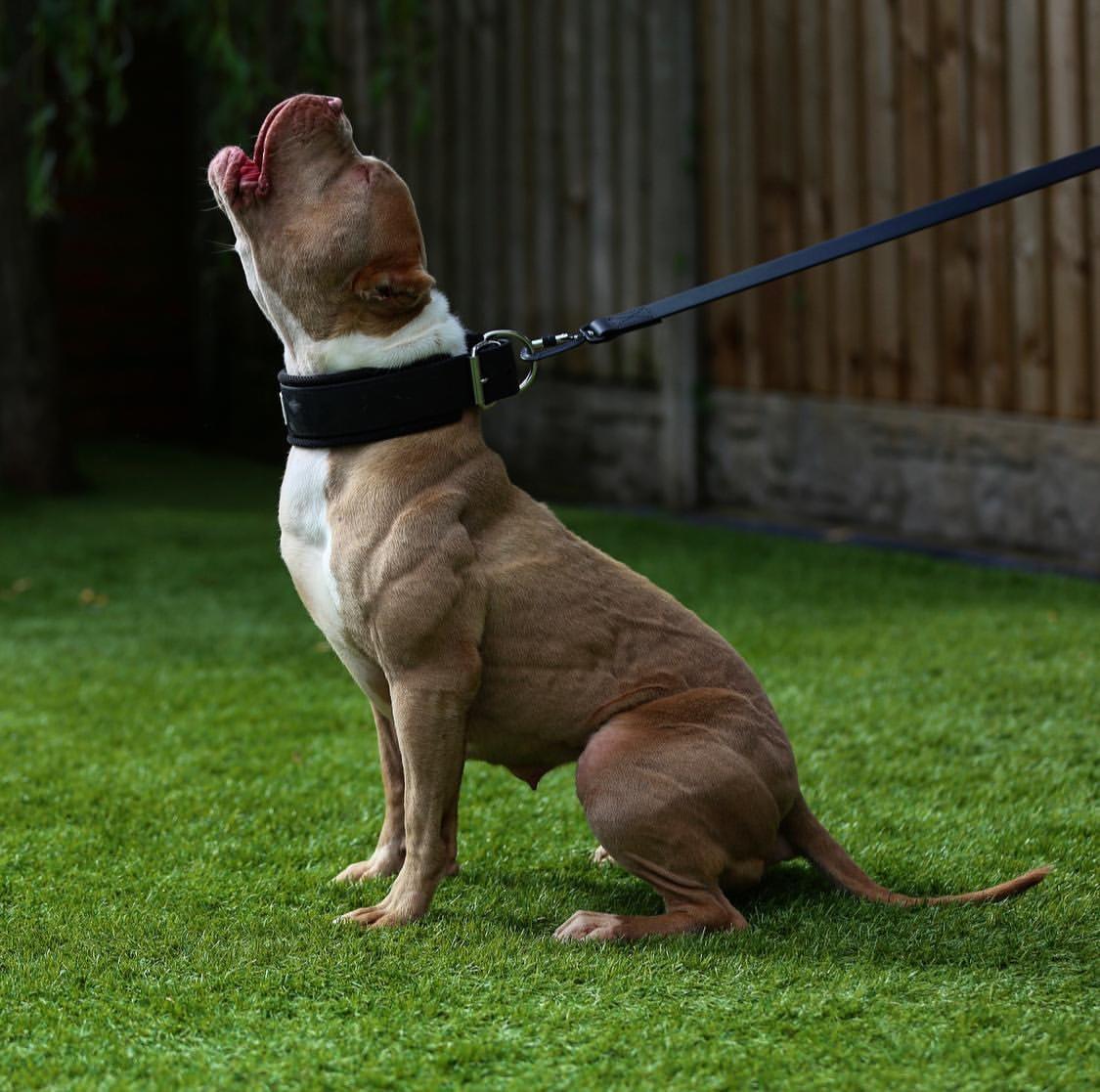 BESTIA DOG SPORT TACTICAL LEASH - Image 7