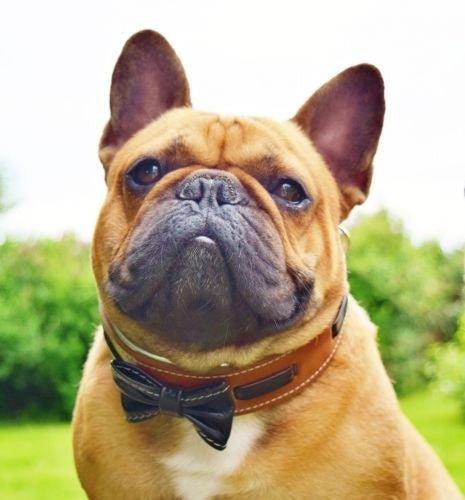 The "Bowtie" collar brown - Image 2