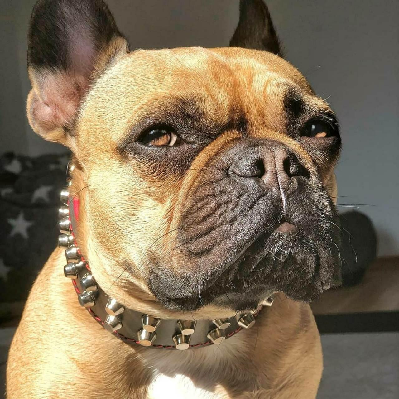 "Rocky" collar - Image 3