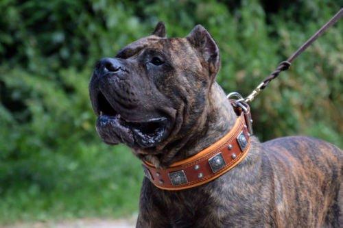The "Eros" collar 2.5 inch wide Brown - Image 4