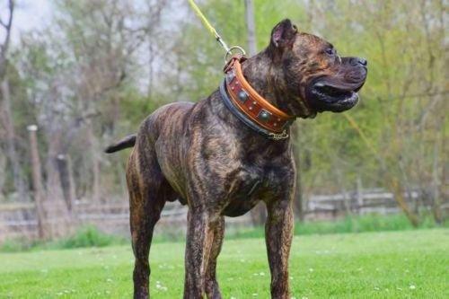 The "Eros" collar 2.5 inch wide Brown - Image 5