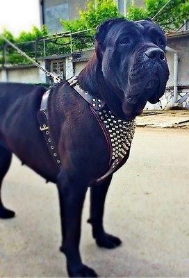 The "Gladiator" harness - Image 3