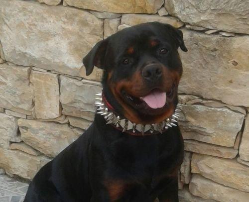 The "Steel" collar - Image 3