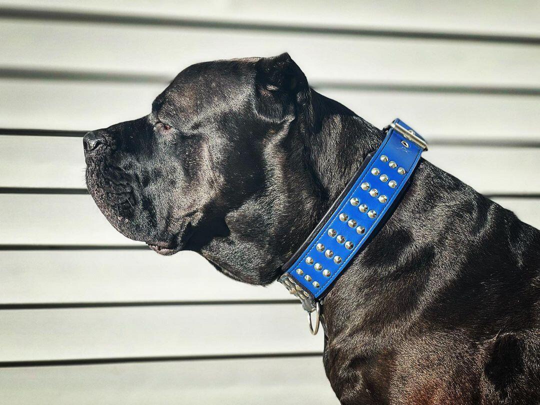 "Star" collar - Image 6