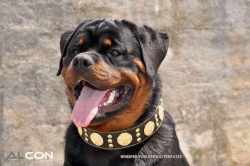 The "Maximus" collar 2.5 inch wide black & gold - Image 4