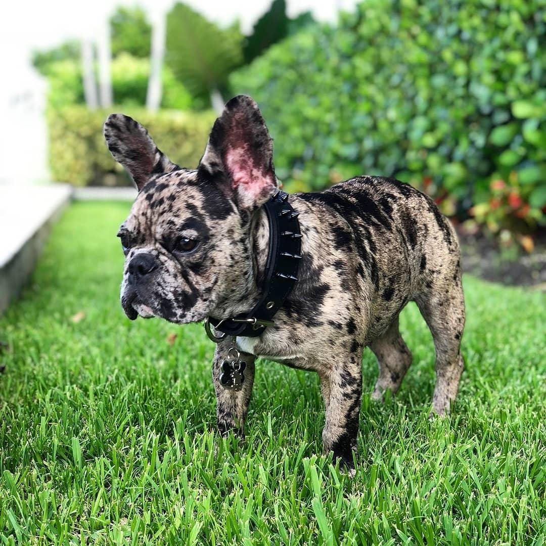 BLACK "Frenchie" collar - Image 3