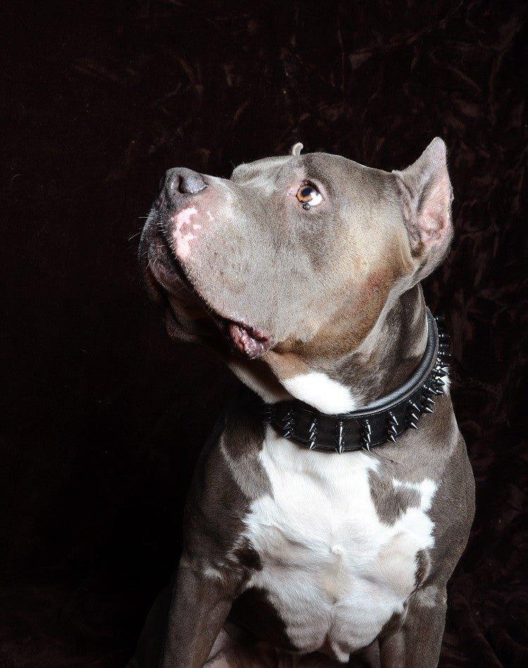 ''Black Giant'' collar - Image 3
