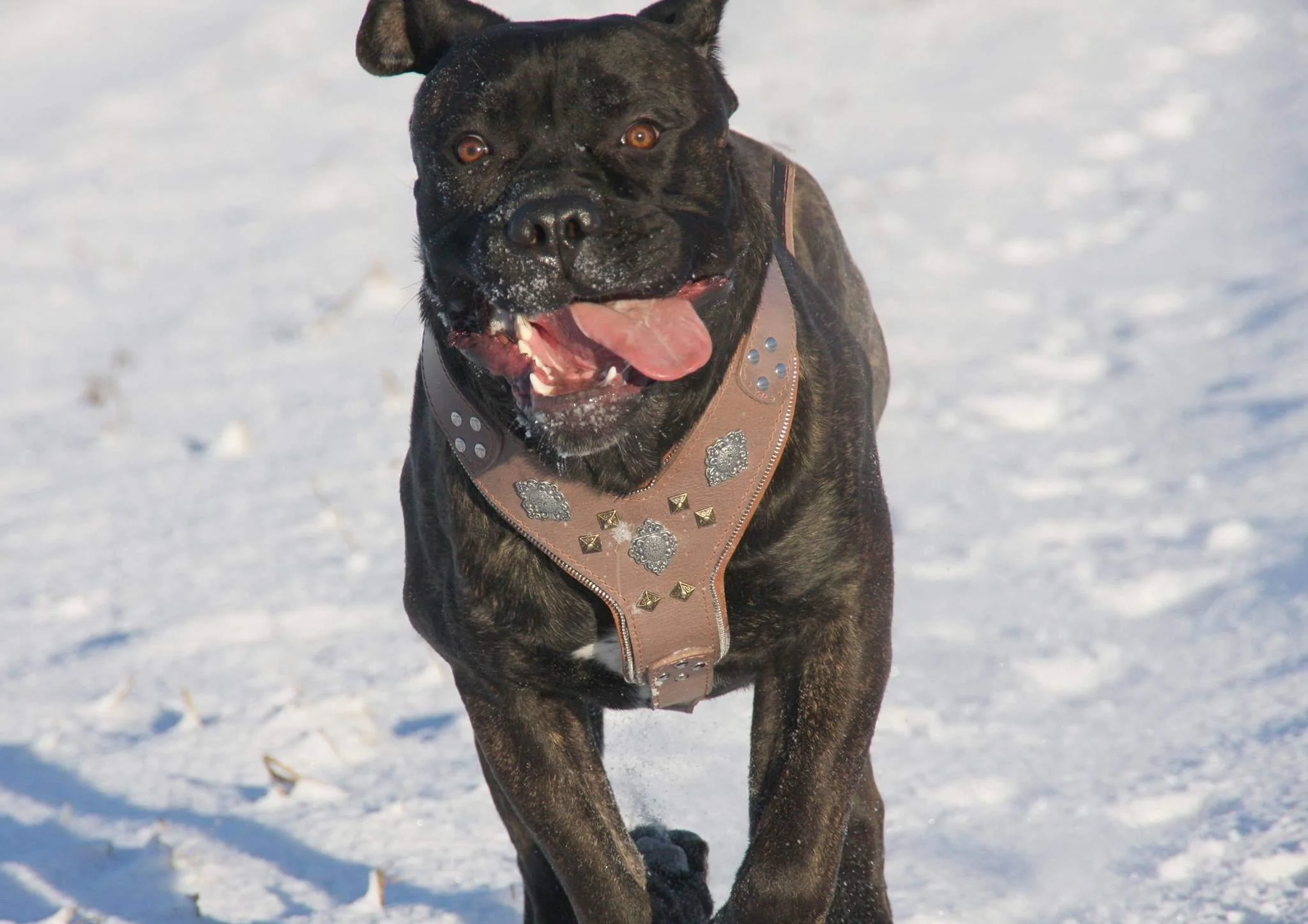 The "Aztec" Grey Harness - Image 4