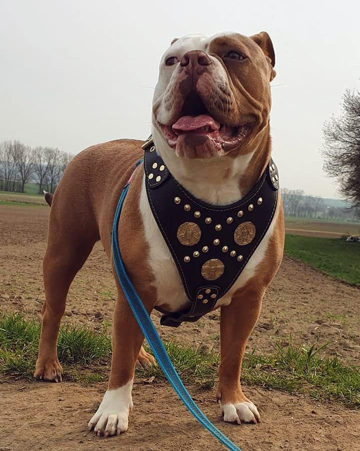 The "Maximus" harness black & gold - Image 3