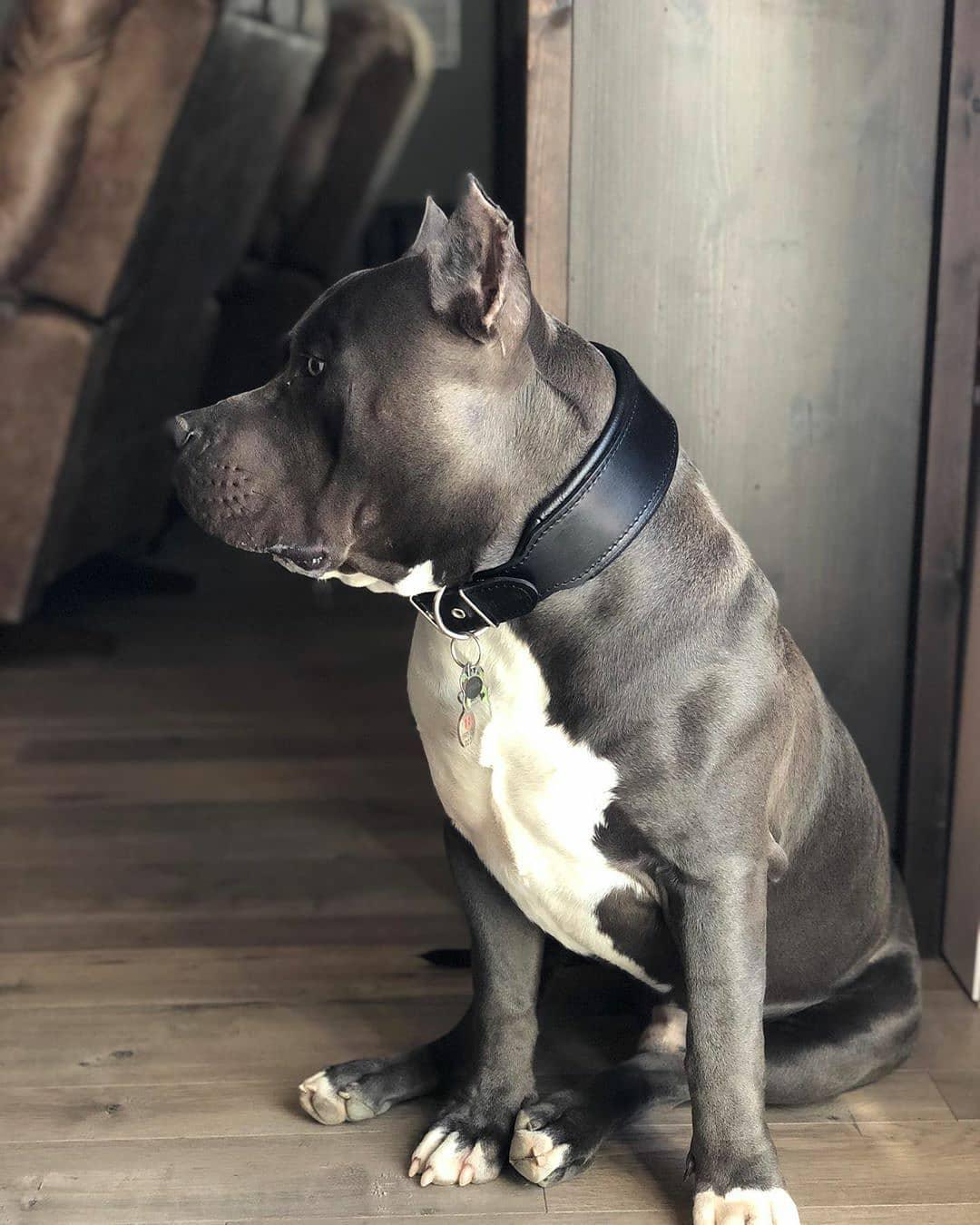 Plain "Style" collar black - Image 3