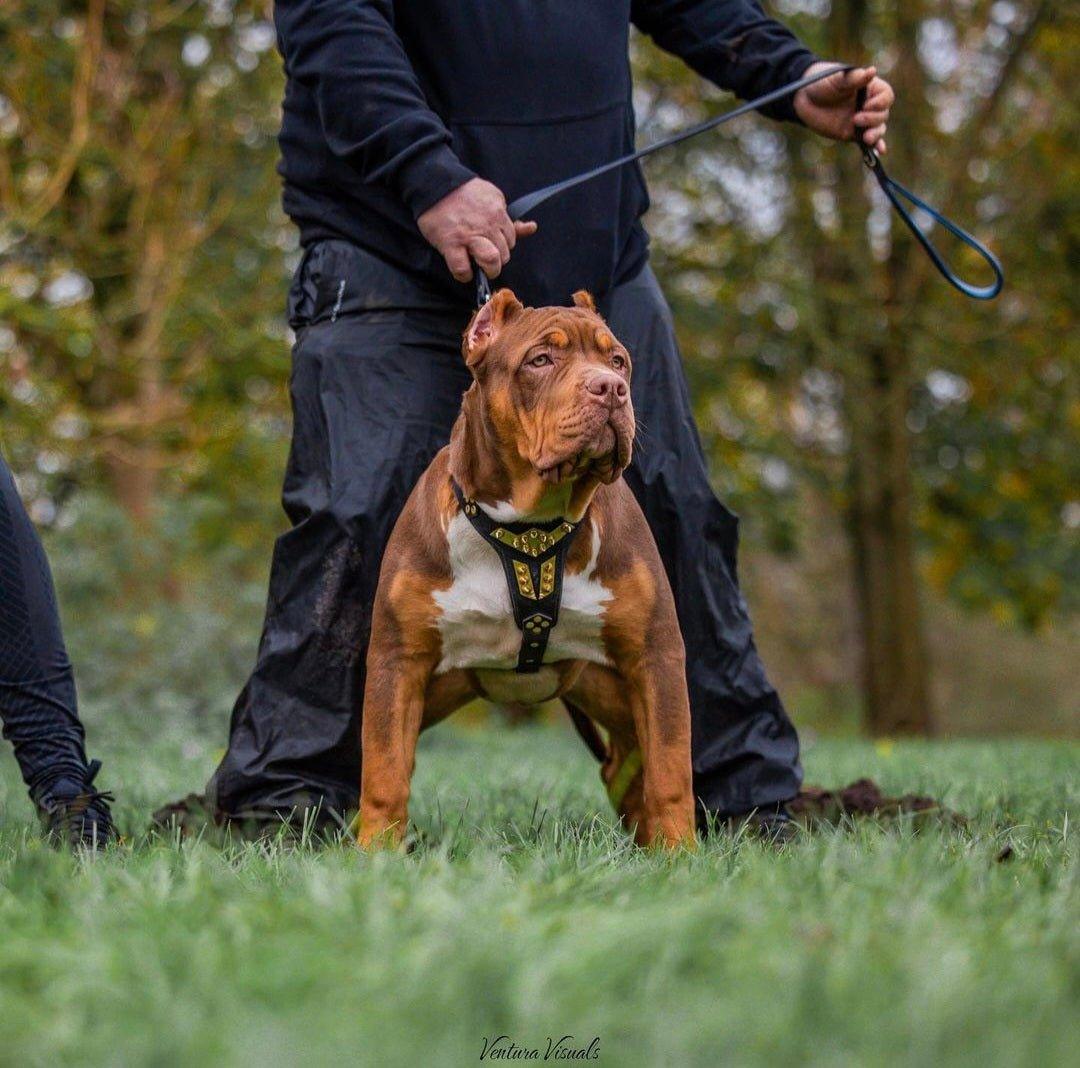 ''Midas'' leather dog harness gold medium size - Image 3