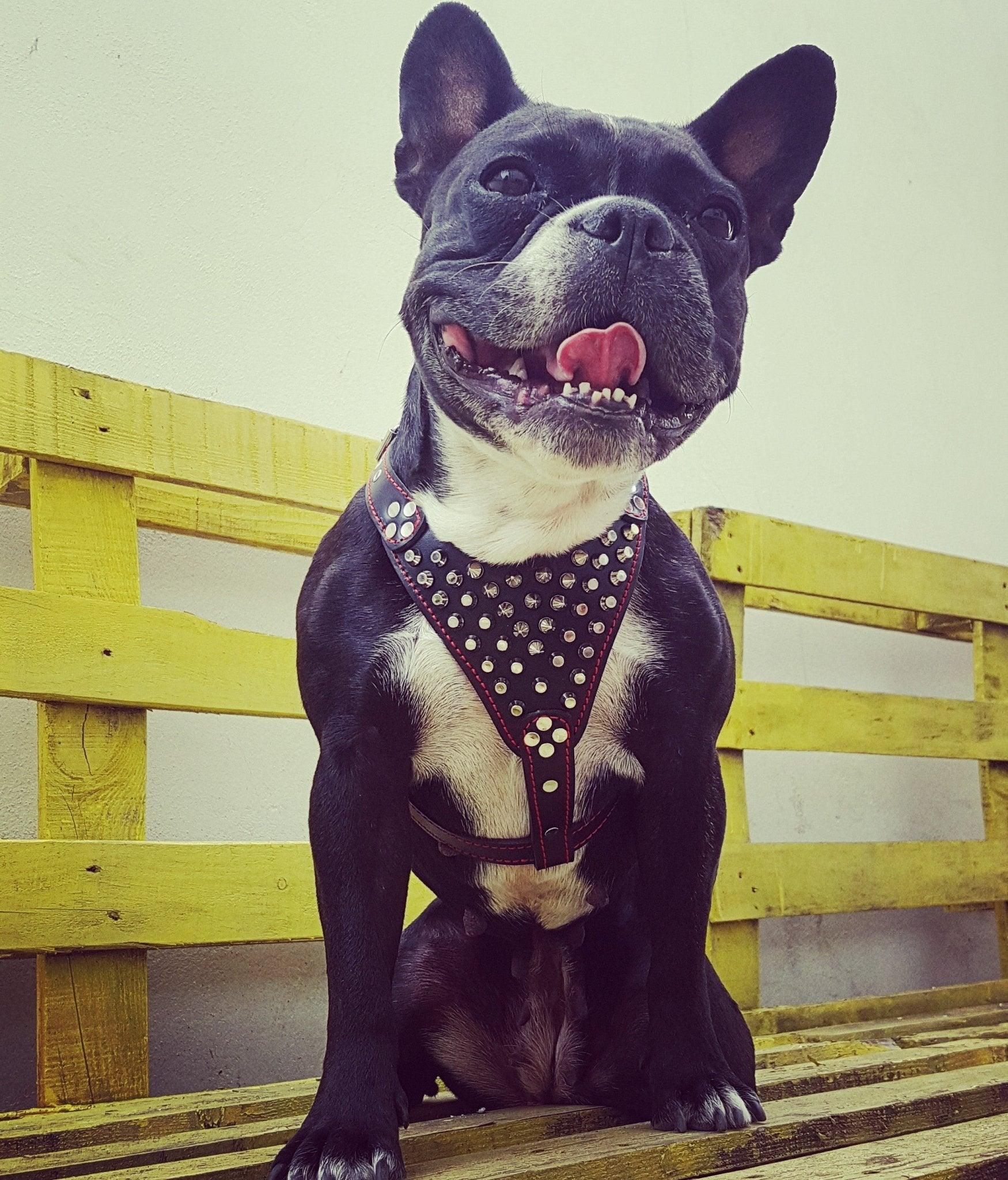 ''Frenchie'' studded leather harness Small to Medium Size - Image 3
