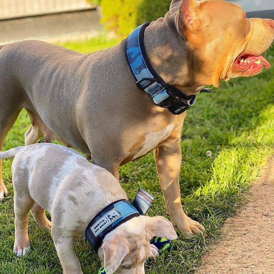 BESTIA DOG SPORT FAST RELEASE COLLAR BLUE - Image 5