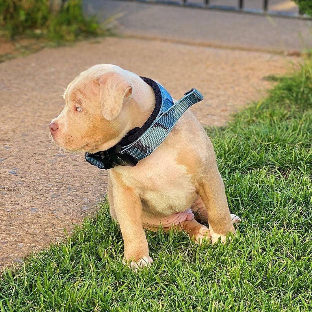 BESTIA DOG SPORT FAST RELEASE COLLAR BLUE - Image 6