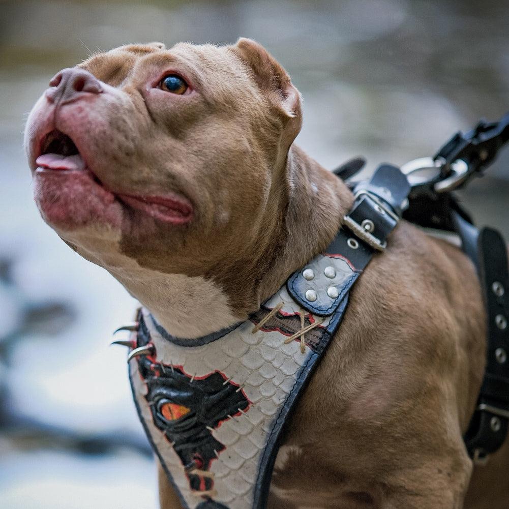 The “Dragon's Eye” Harness LIMITED! - Image 4