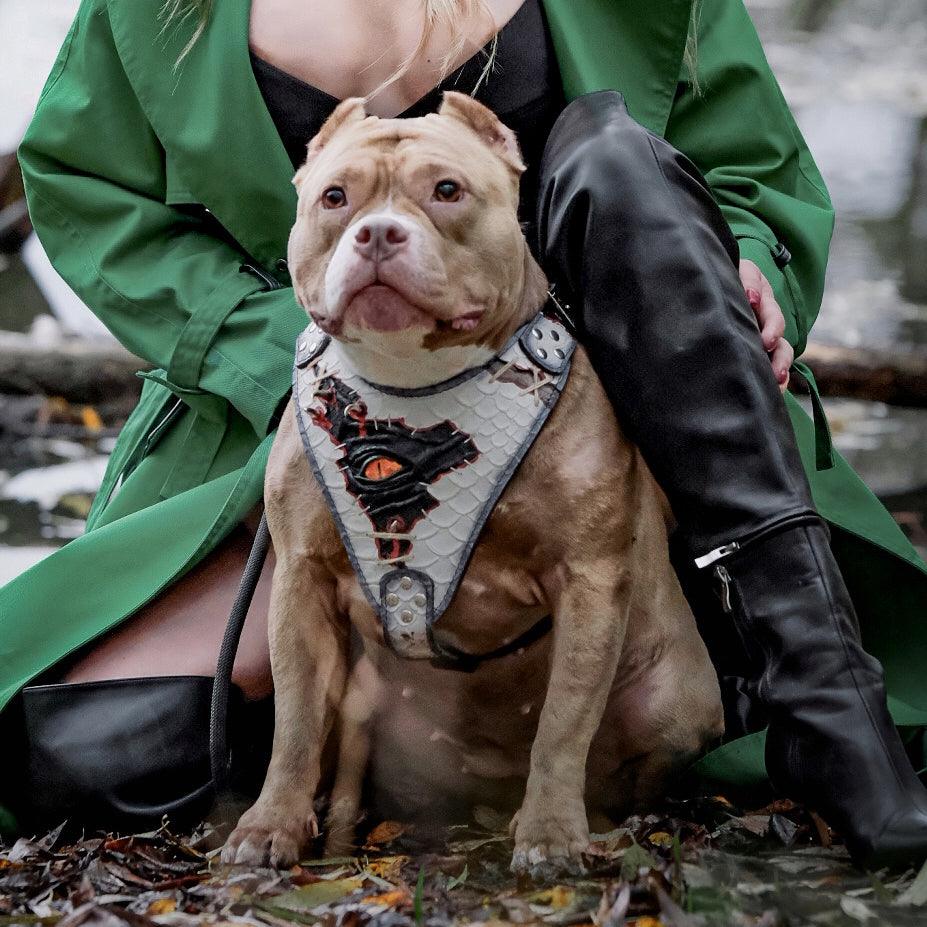 The “Dragon's Eye” Harness LIMITED! - Image 5