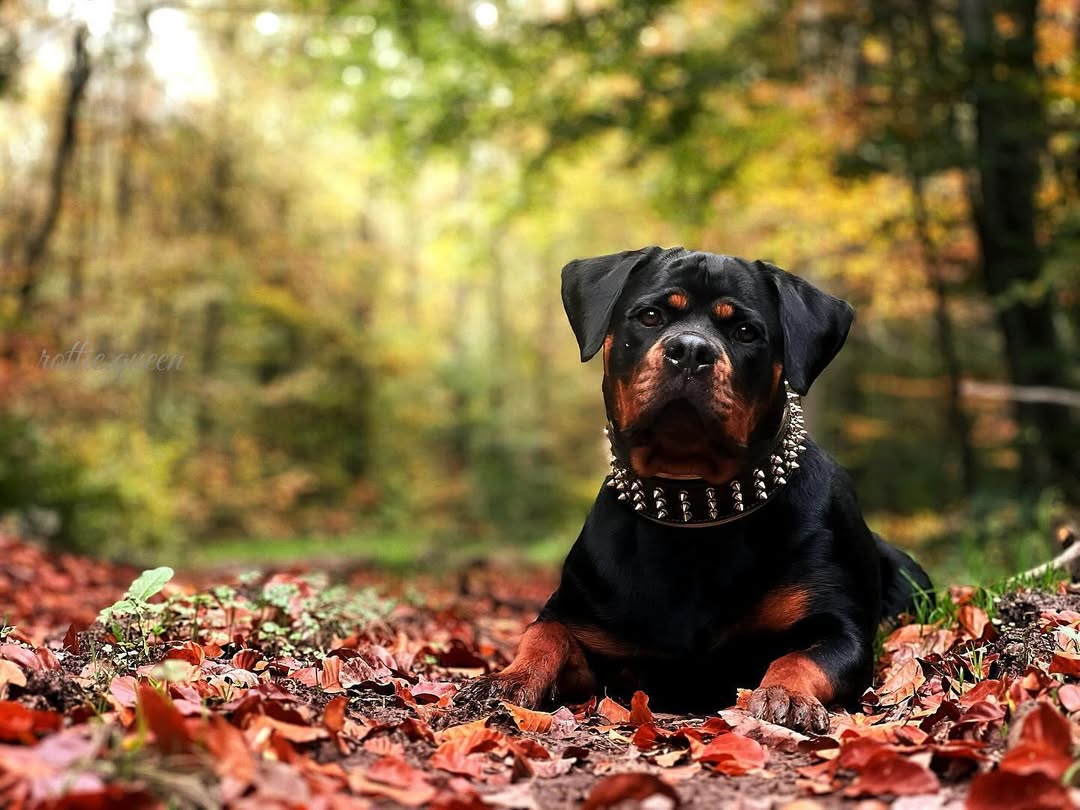 The "Gold Giant" collar - Image 3