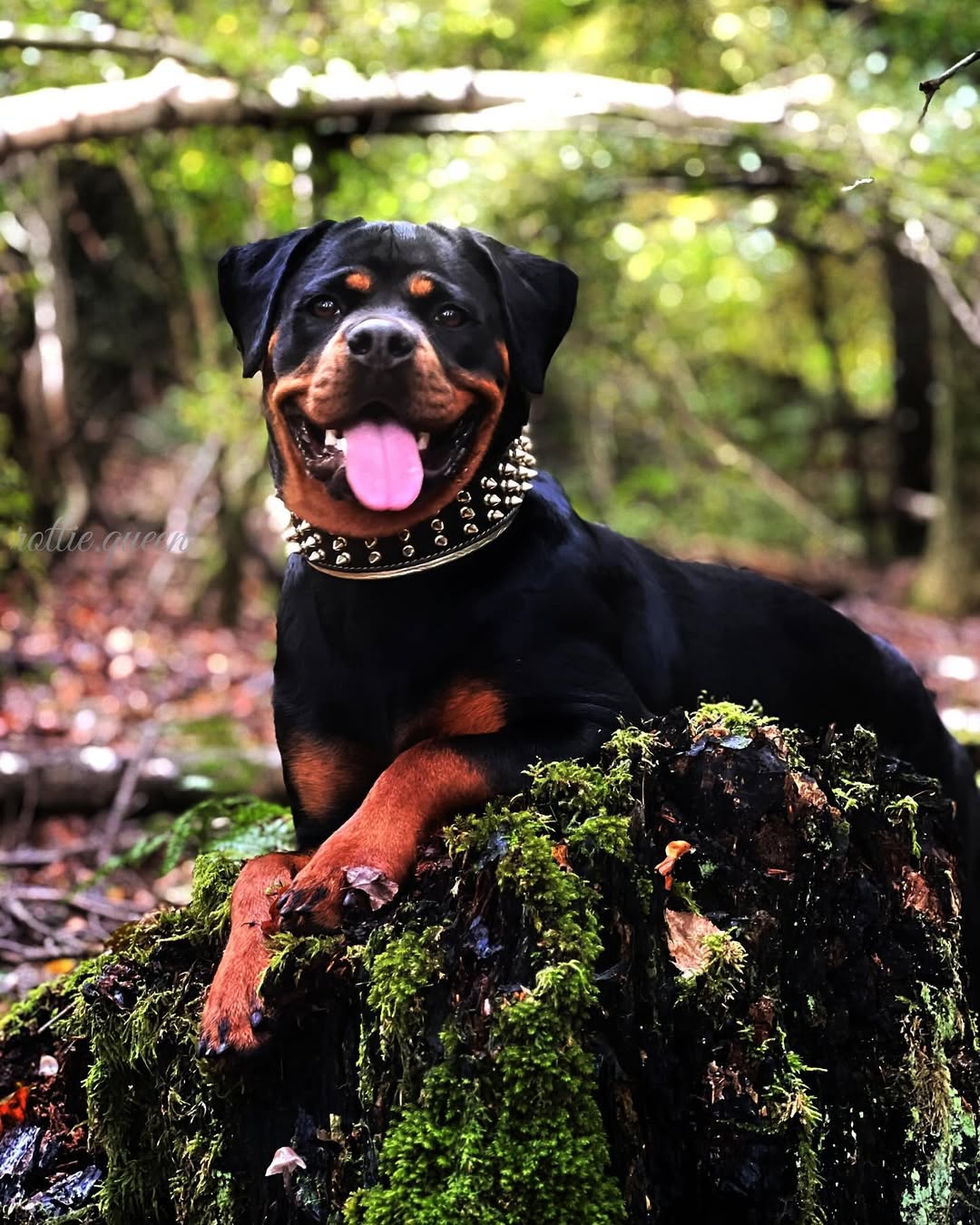 The "Gold Giant" collar - Image 4