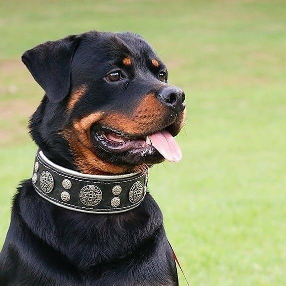"Hektor" collar - Image 3