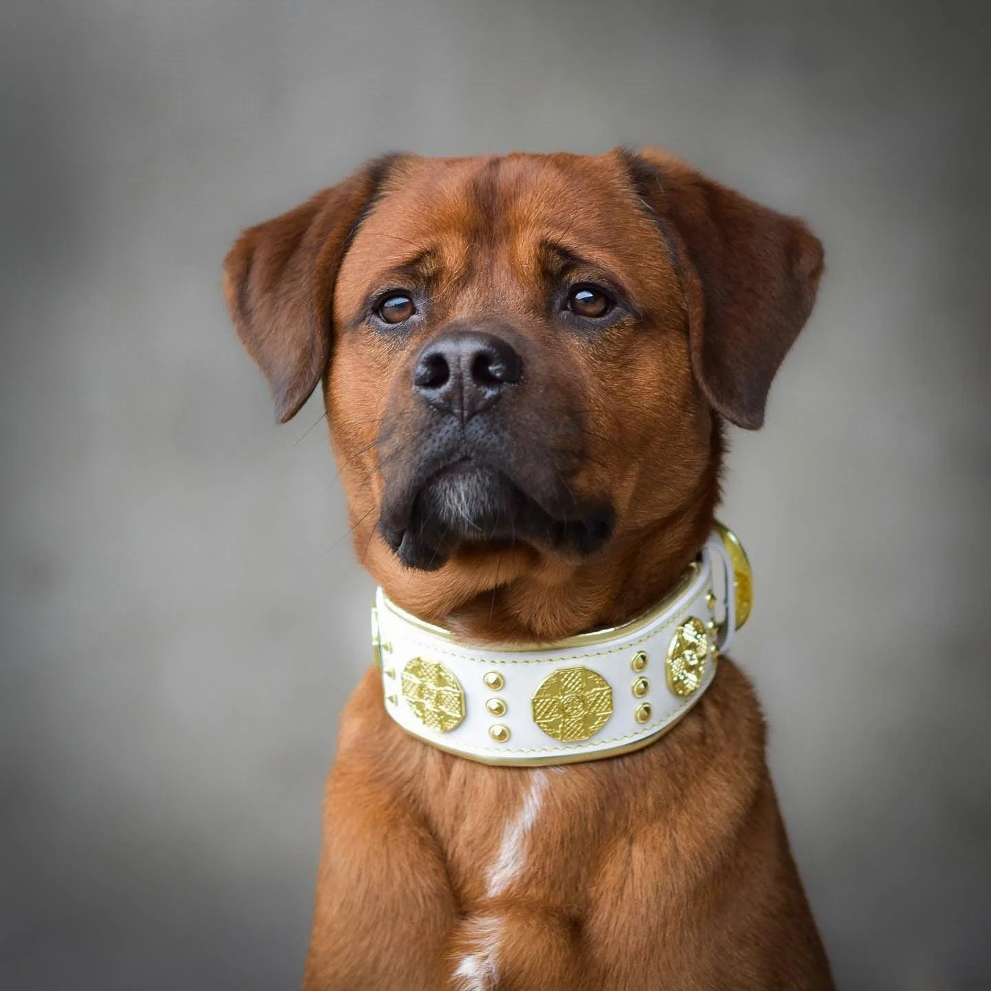 The "Maximus" collar 2.5 inch wide white & gold - Image 3
