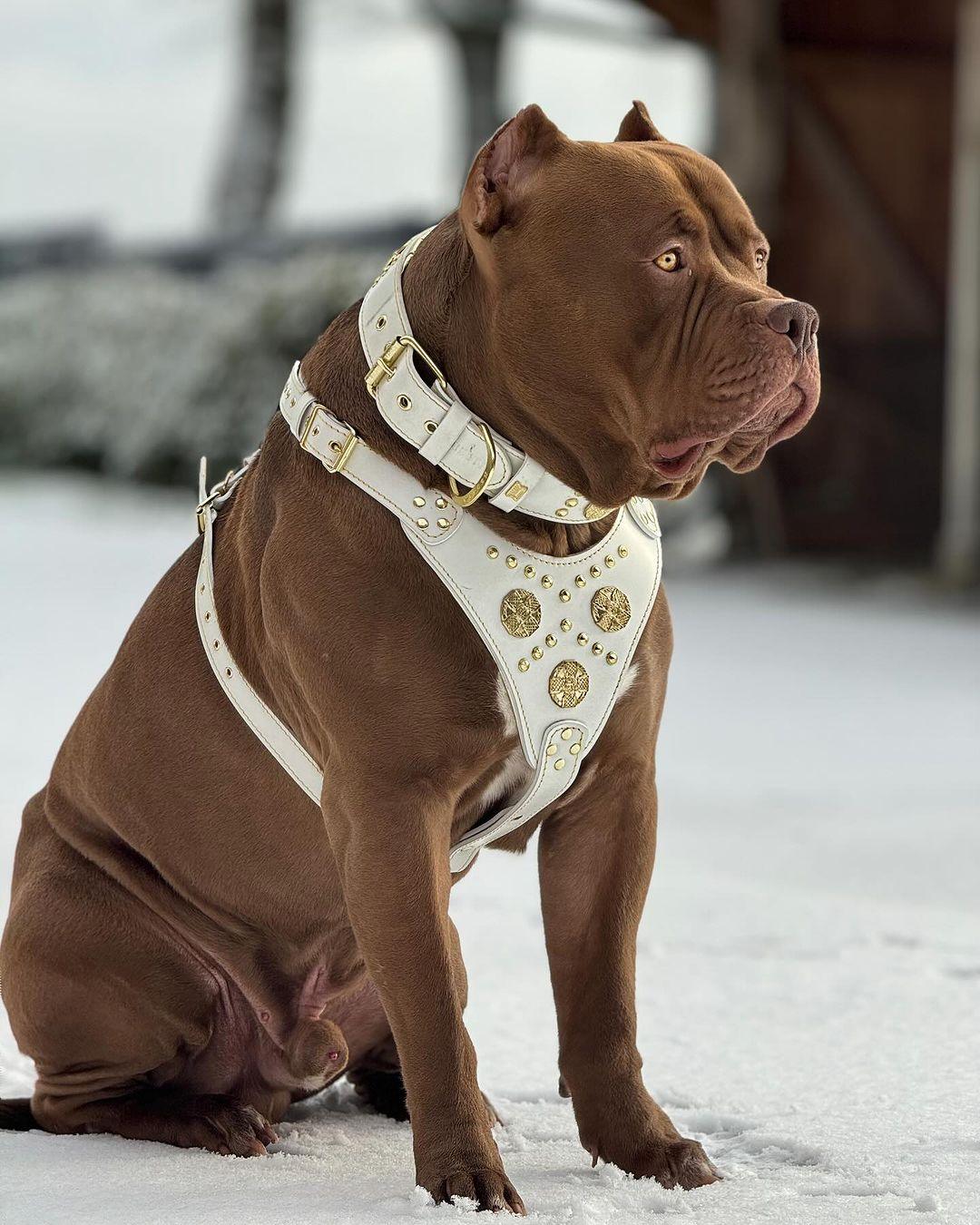 The "Maximus" collar 2.5 inch wide white & gold - Image 4