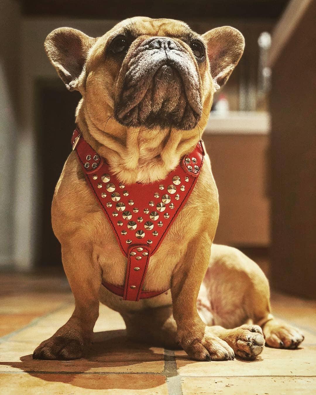 ''Star'' Harness Small to Medium size - Image 4