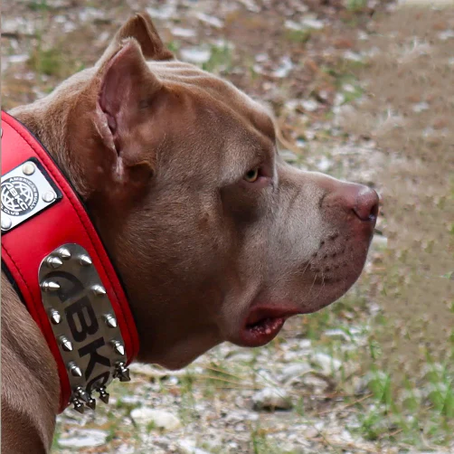The ABKC Collar - Image 4