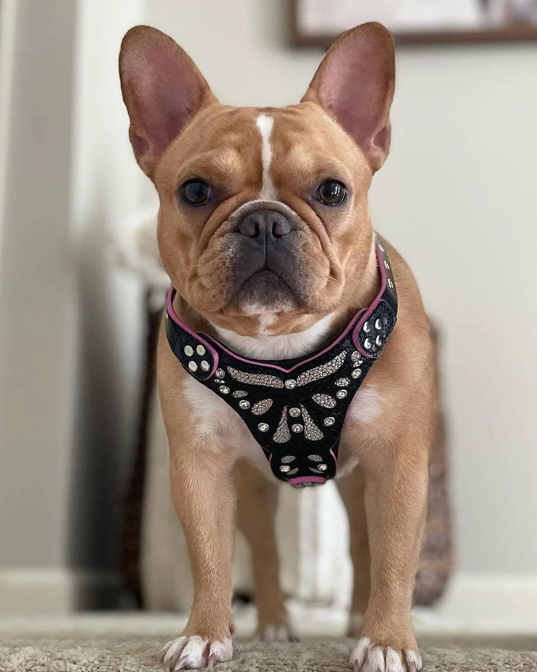 The ''Ariel'' harness Small to Medium Size - Image 3