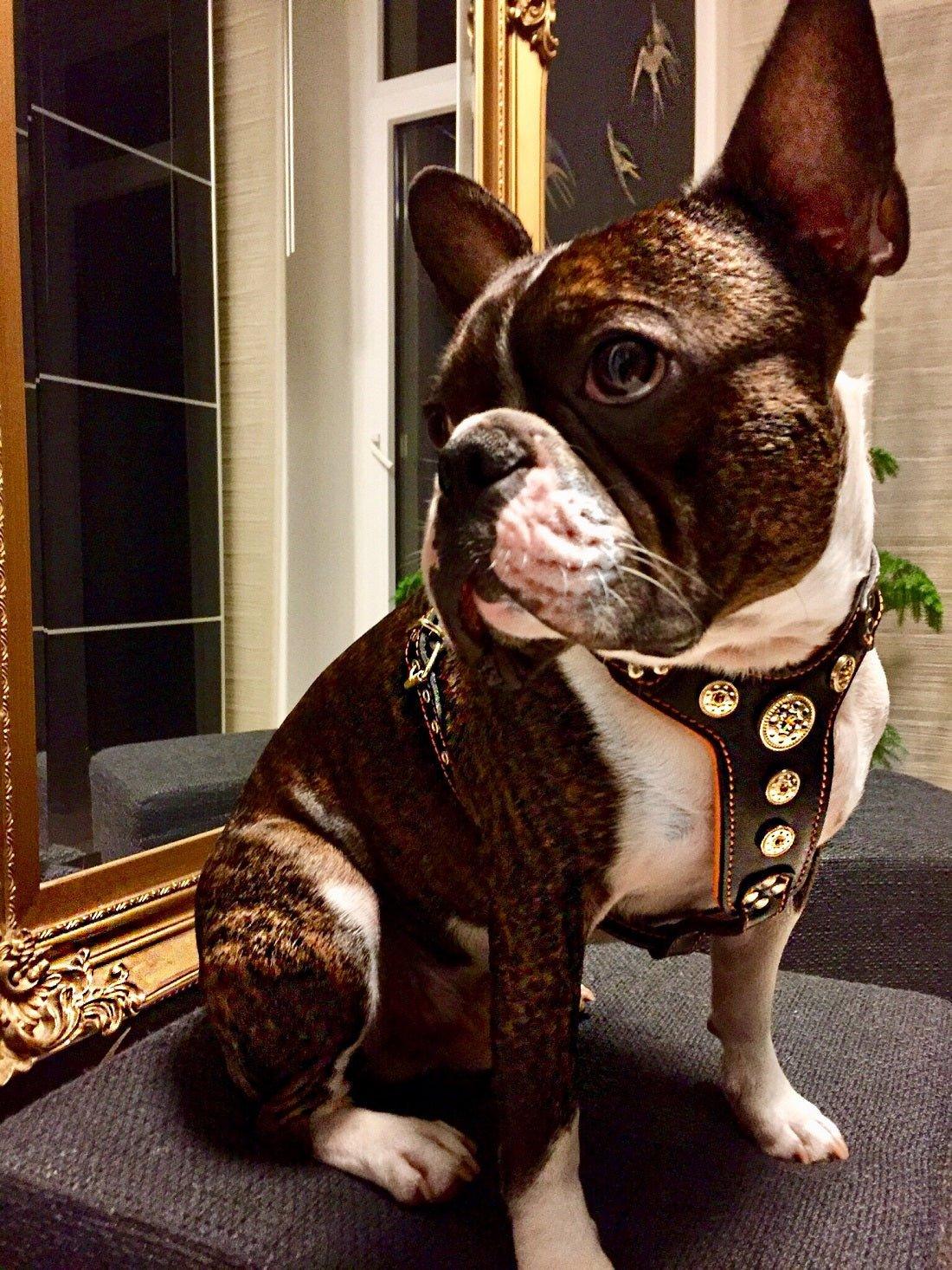 The ''Bijou'' harness Black & Orange Small to Medium Size - Image 3