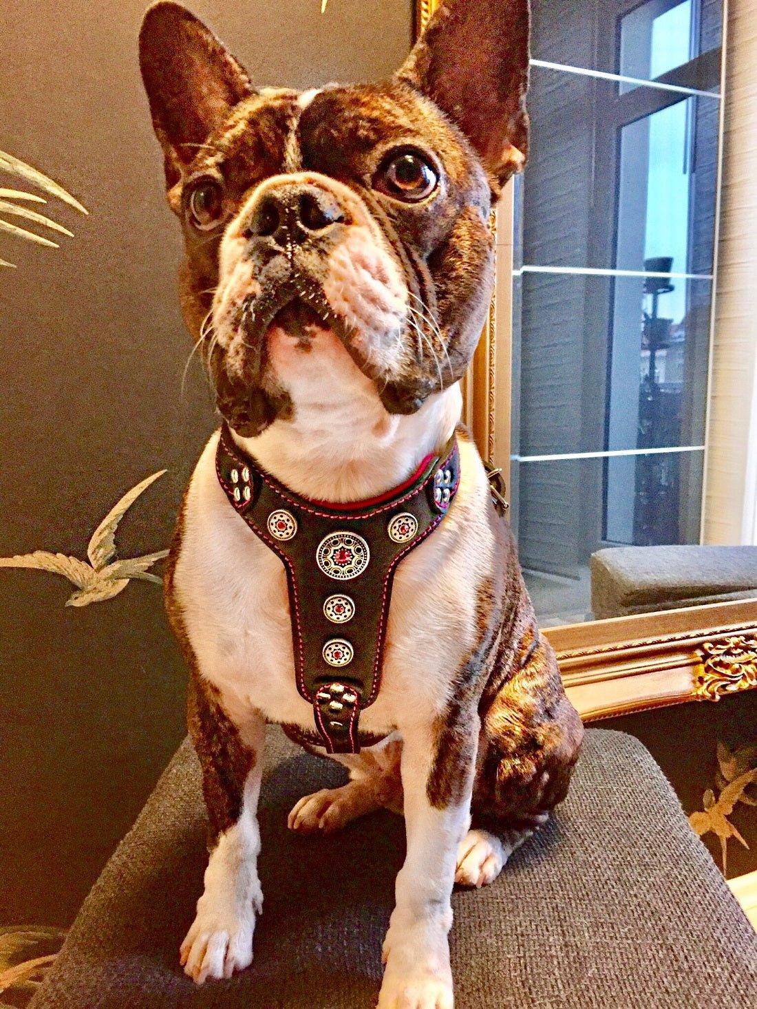 The ''Bijou'' harness Black & Pink Small to Medium Size - Image 3