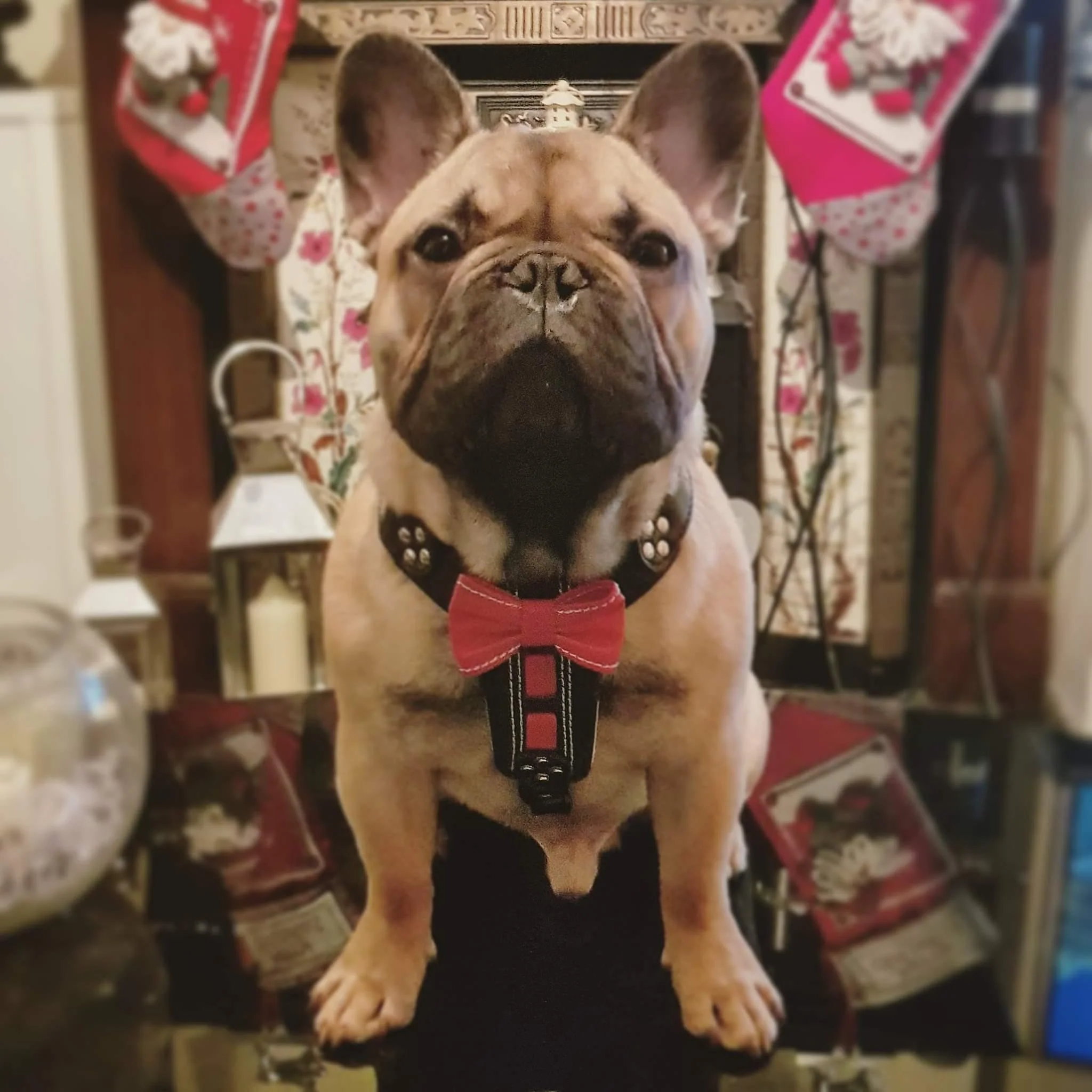 The "Bowtie" handmade leather harness black Small to Medium Size - Image 3