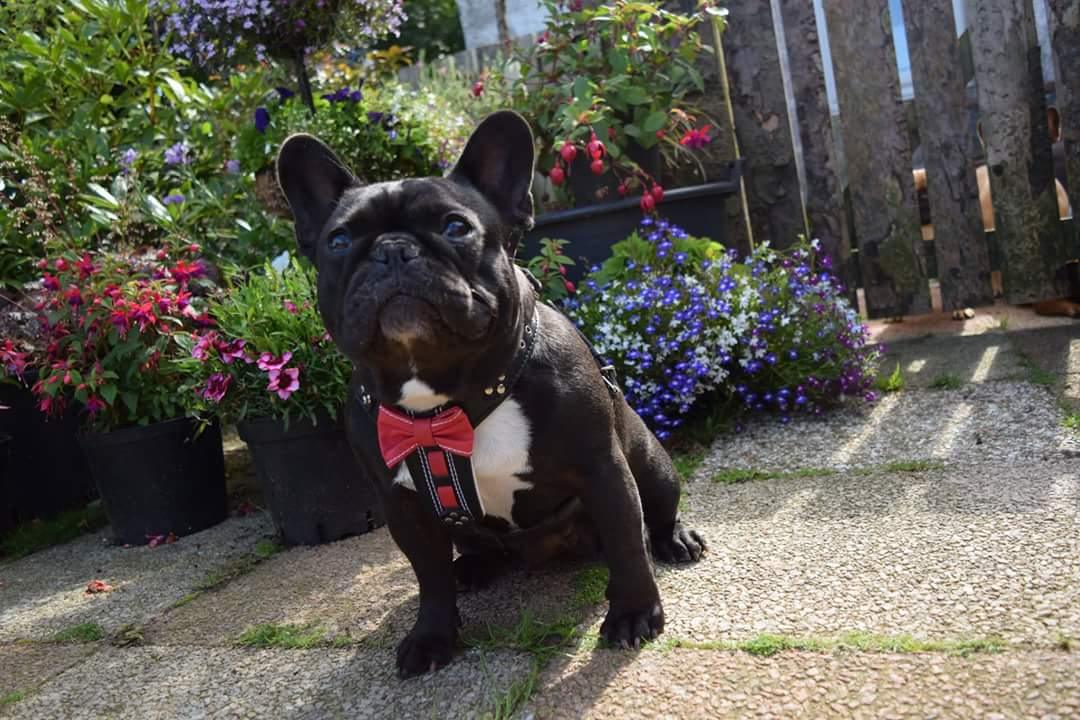 The "Bowtie" leather harness brown Small to Medium Size - Image 3