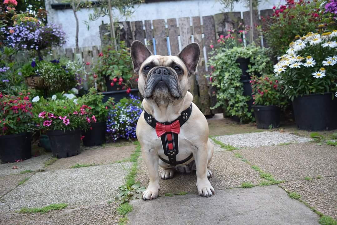 The "Bowtie" leather harness brown Small to Medium Size - Image 4