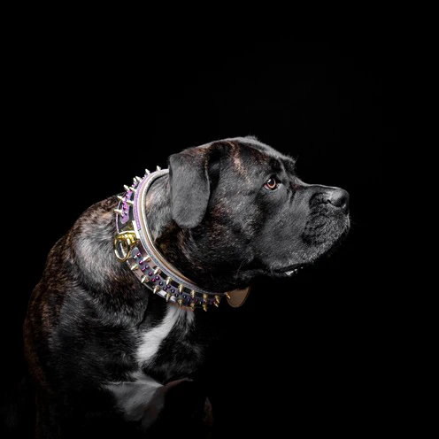 The Candy Dog Collar - Image 4