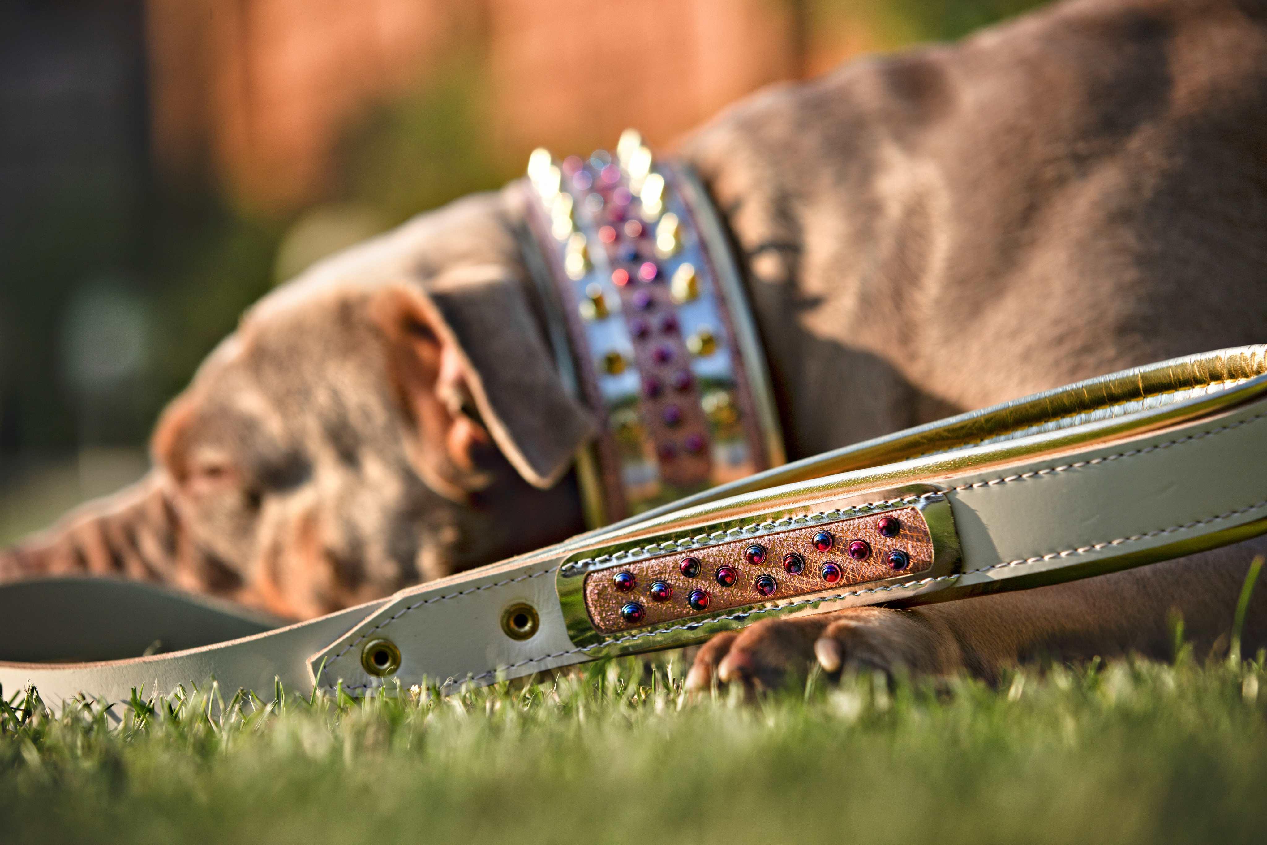 The Candy Dog Collar - Image 5