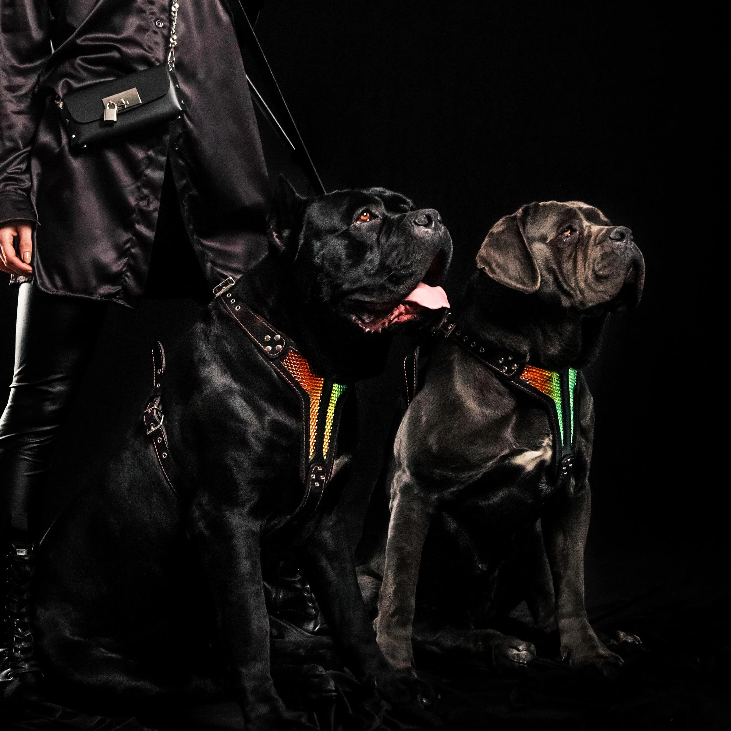 The ''D`Albertis'' harness LIMITED - Image 4
