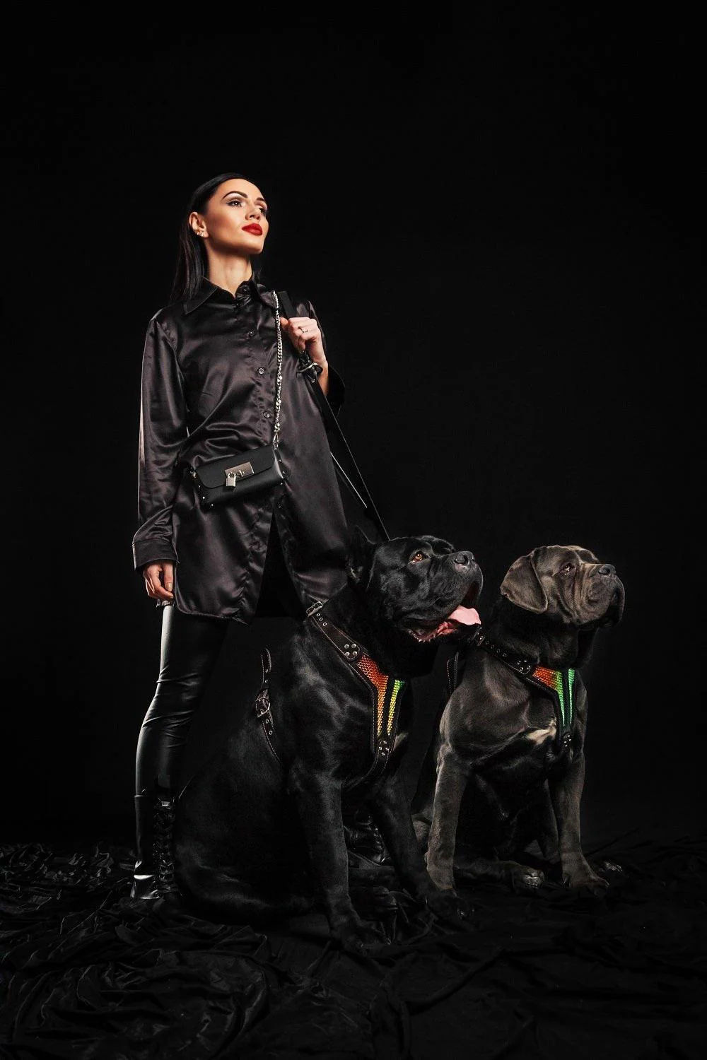 The ''D`Albertis'' harness LIMITED - Image 5