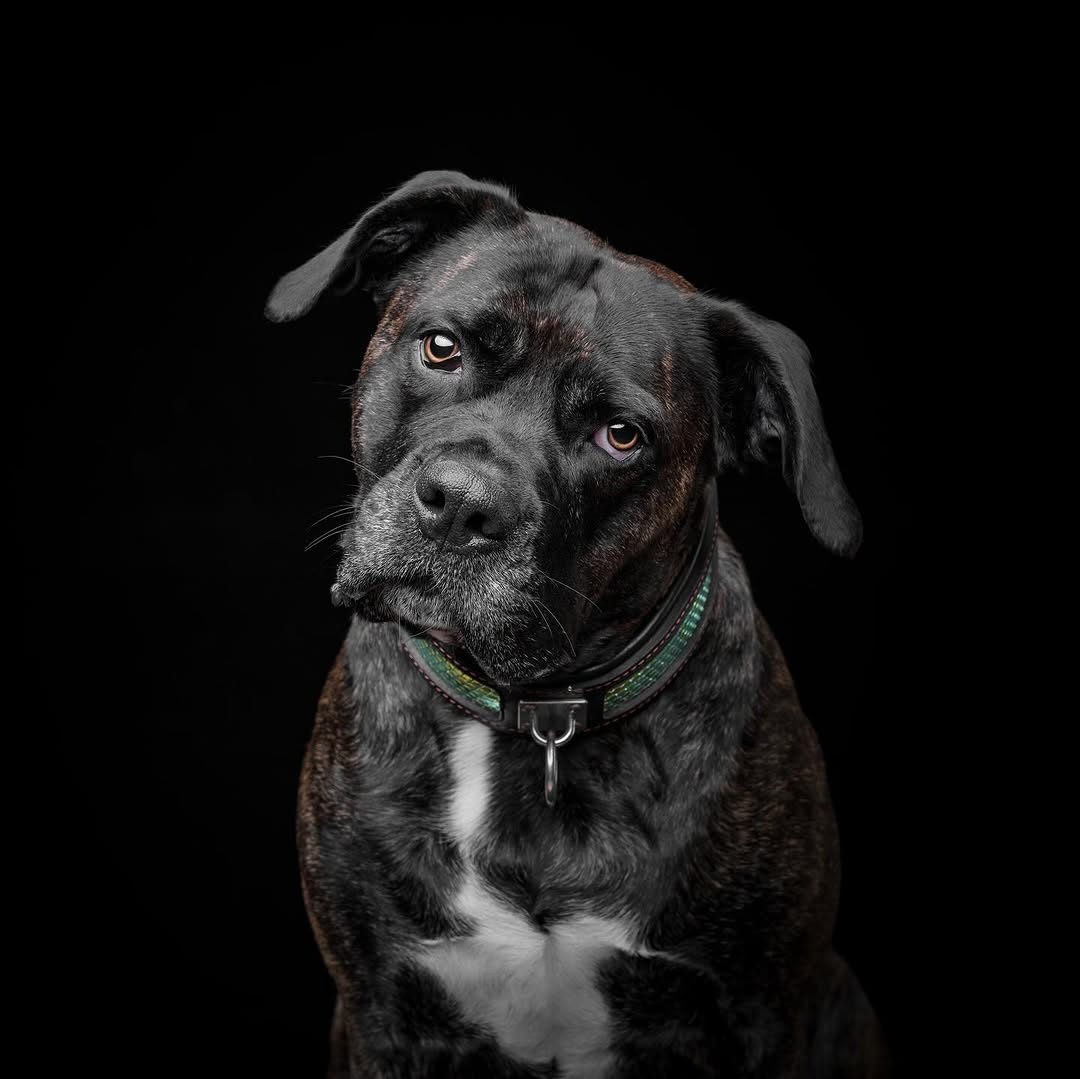 The ''D`Albertis'' collar - Image 3