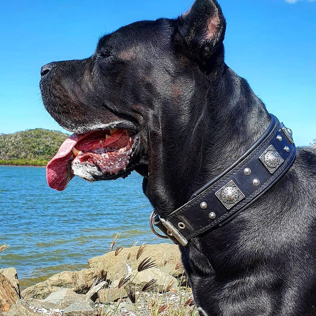 The all Black "Eros" collar 2.5 inch wide - Image 4