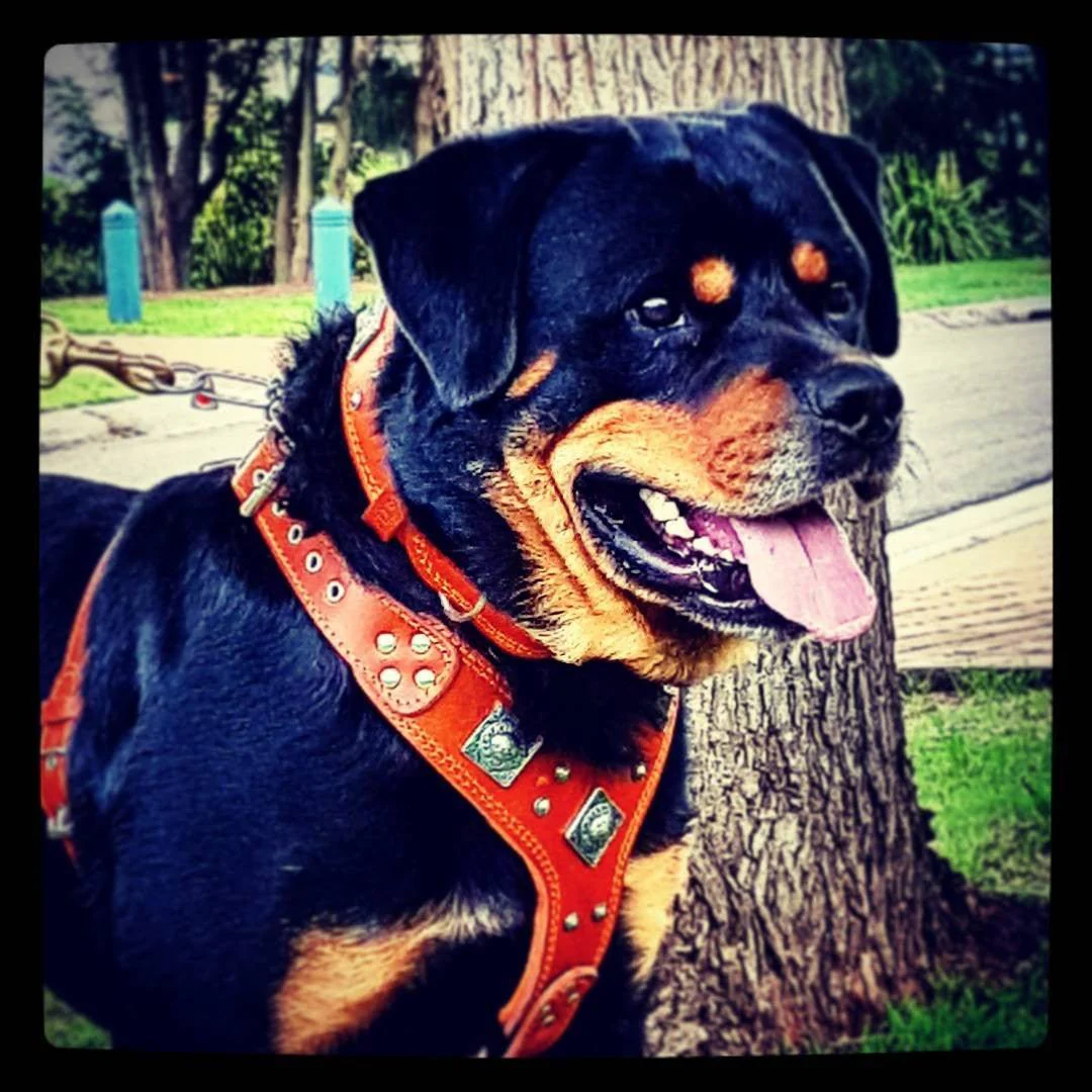 The "Eros" harness brown - Image 3