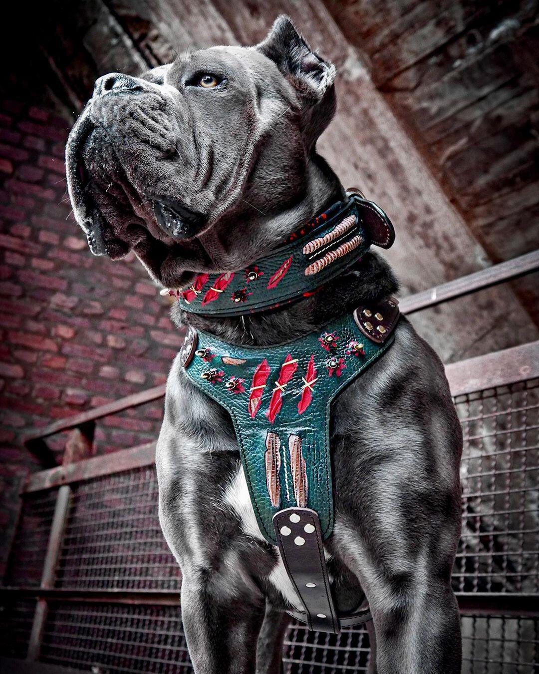 The ''Haunted'' harness LIMITED - Image 3