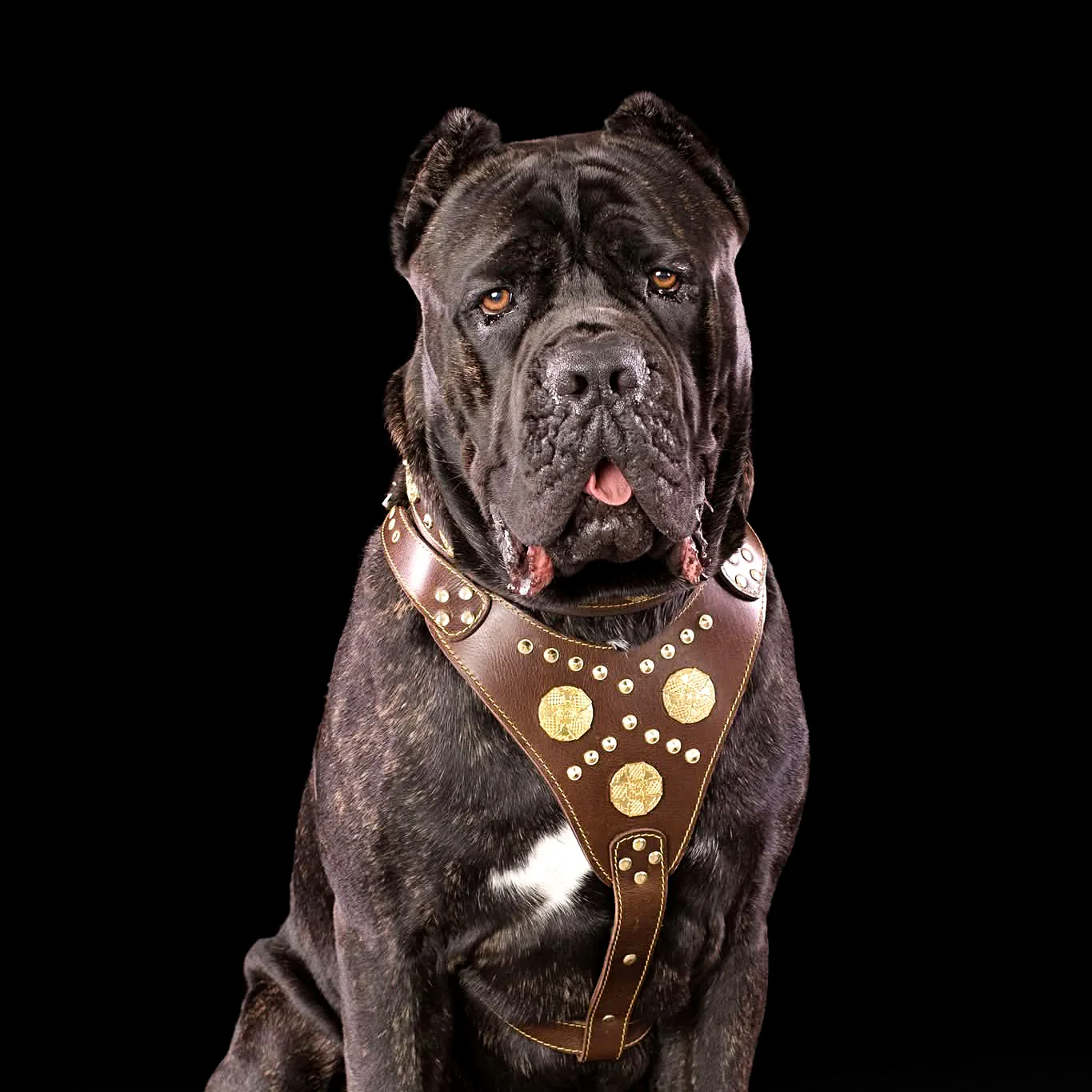 The "Maximus" brown harness - Image 3